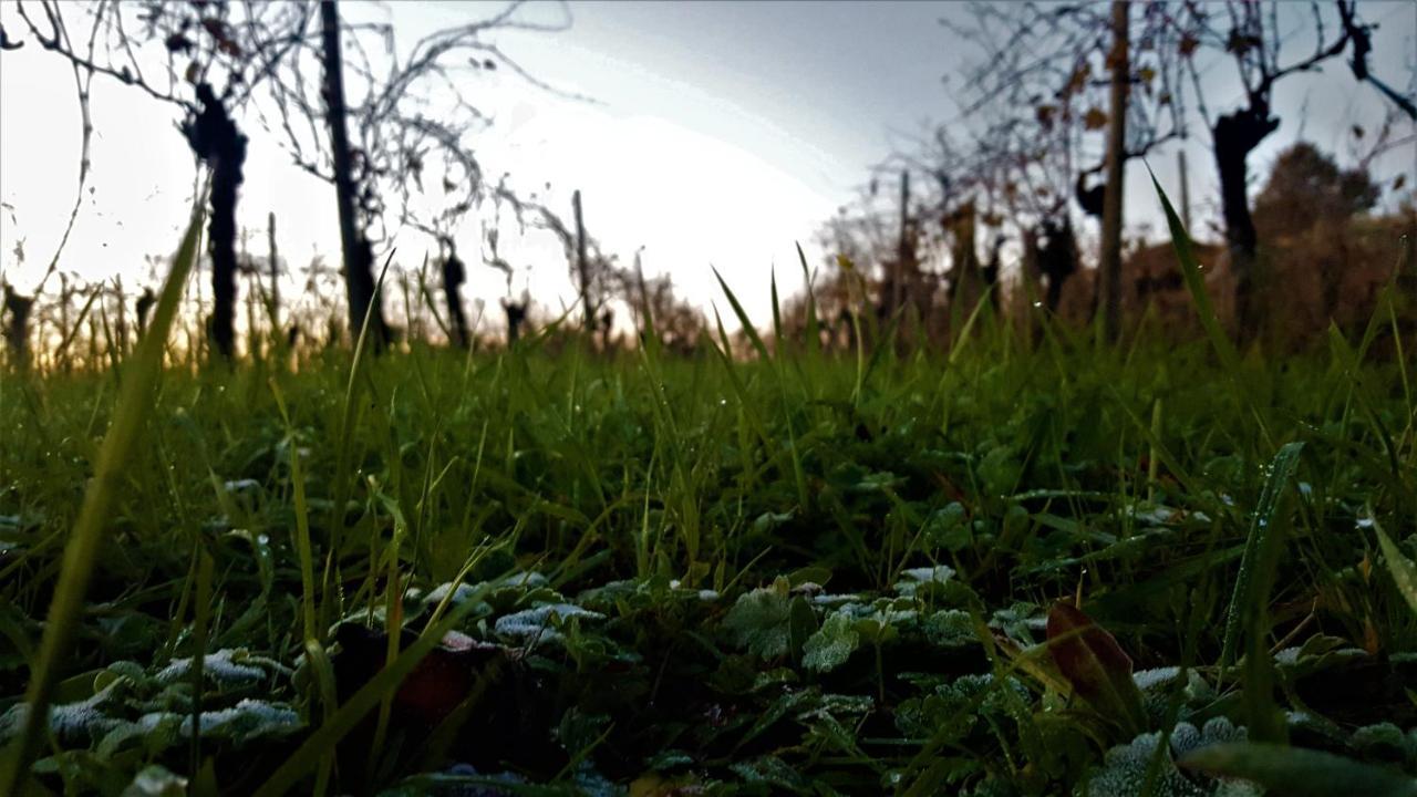 Agriturismo La Guarda Picedo Eksteriør billede
