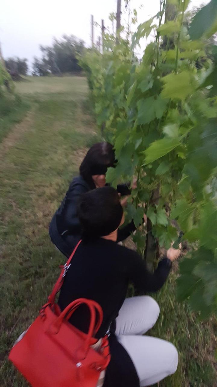 Agriturismo La Guarda Picedo Eksteriør billede